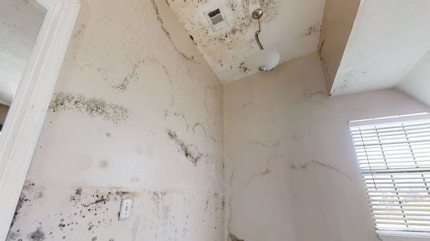Best Post-Construction Mold Inspection  in Butler, NJ