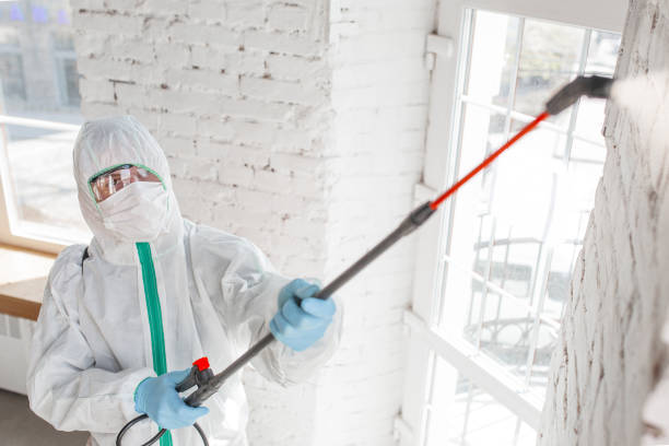 Trusted Butler, NJ Mold Removal Experts