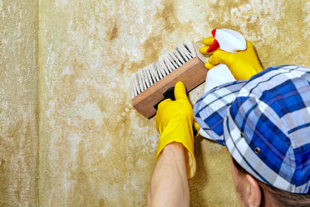 Best Basement Mold Removal  in Butler, NJ