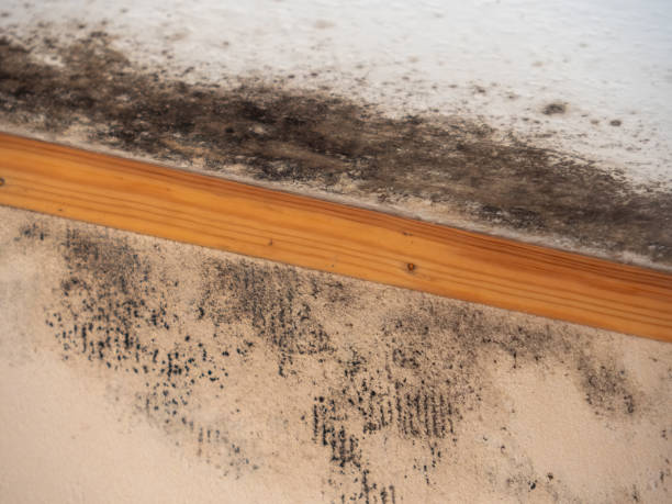 Best Industrial Mold Remediation  in Butler, NJ