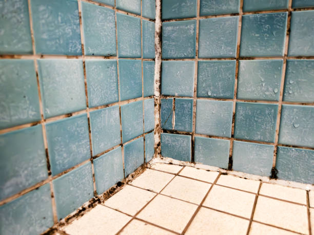 Best Mold Documentation for Insurance Claims  in Butler, NJ