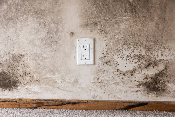 Best Forensic Mold Investigation  in Butler, NJ