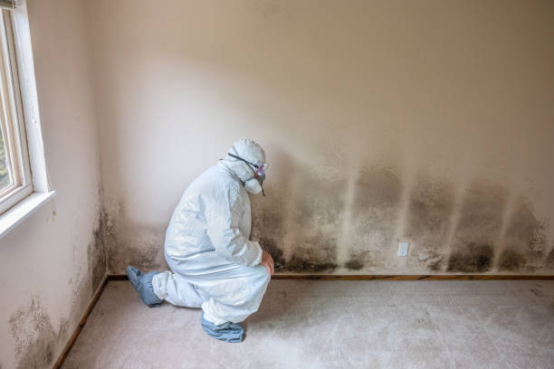 Best Mold Damage Restoration  in Butler, NJ