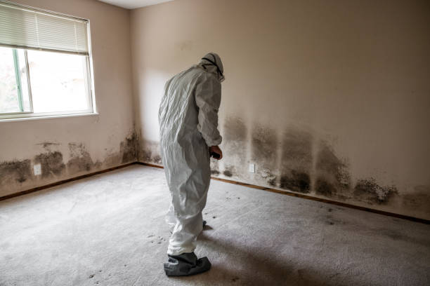 Best Mold Remediation for Healthcare Facilities  in Butler, NJ