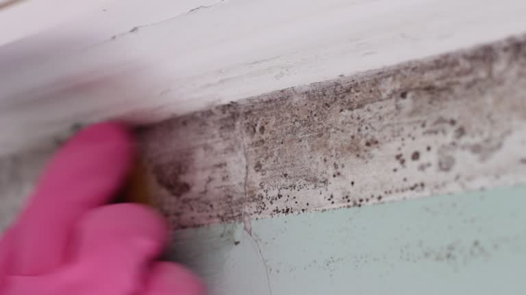 Best Environmental Consulting for Mold Prevention  in Butler, NJ